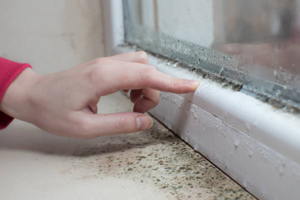 Best Mold Documentation for Insurance Claims  in Oak Brook, IL