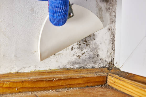 Best Water Damage & Mold Remediation  in Oak Brook, IL